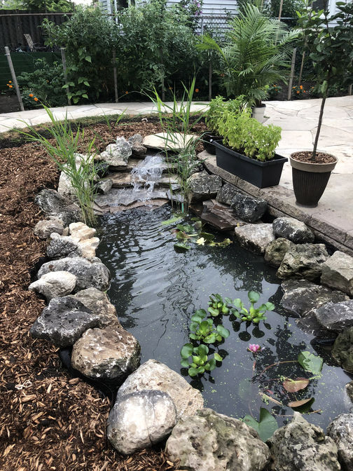 Water feature: fish pond & Wwterfall. Water feature project in London Ontario region by O'Connor Stone & Landscape