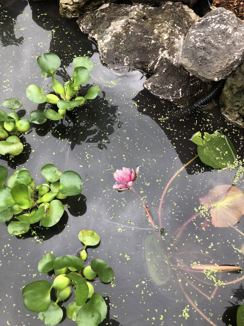 Stones, aquatic lily & plants in  fish pond. Water feature project in London Ontario region by O'Connor Stone & Landscape