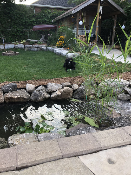 View of fish pond with landscape lighting. Water feature project in London Ontario region by O'Connor Stone & Landscape
