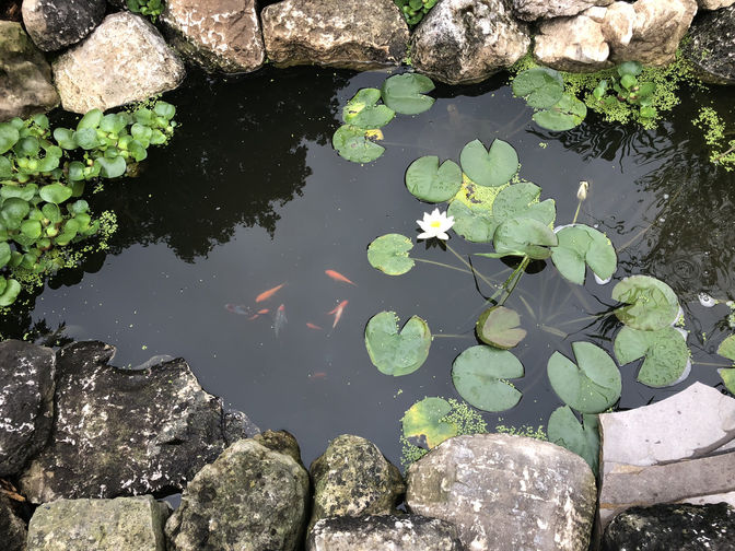 Water feature with rocks and aquatic plants. Water feature project in London Ontario region by O'Connor Stone & Landscape
