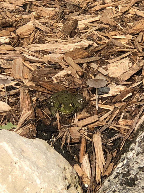 Frog basking in sun under a mushroom umbrella.