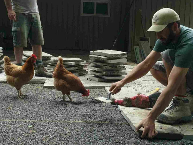 Brian O'Connnor at work, leveling gravel, two roosters visit. Brian is the proprietor of the London Ontario based O'Connor Stone & Landscape