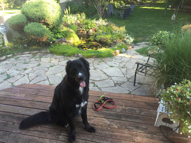 Rustic random flagstone w. dog. A natural stone patio project in London Ontario region by O'Connor Stone & Landscape.